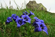 91 Bellissime genziane di Clusius o forse acaulis...